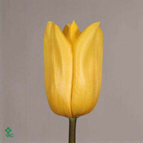Tu  En Yellow