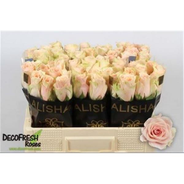 R Gr Harmony Peach