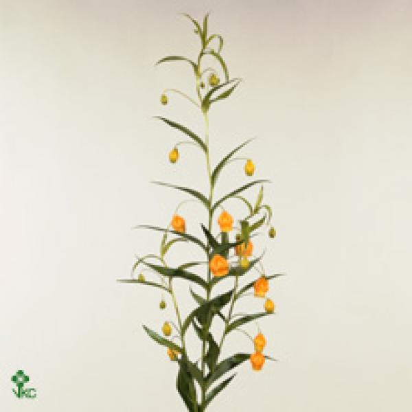 Sandersonia