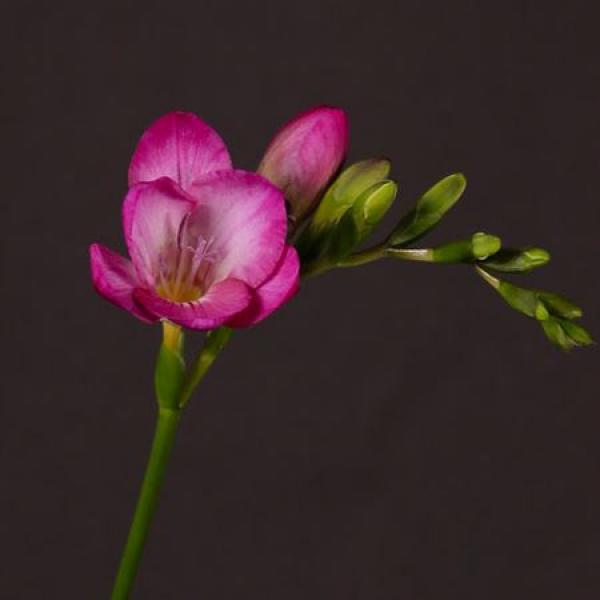Fr En  Pink Extra