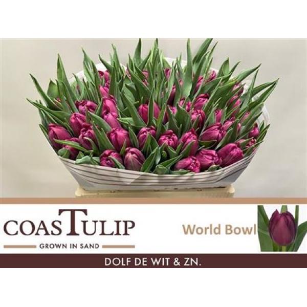 Tu  Coastulip Du World Bowl