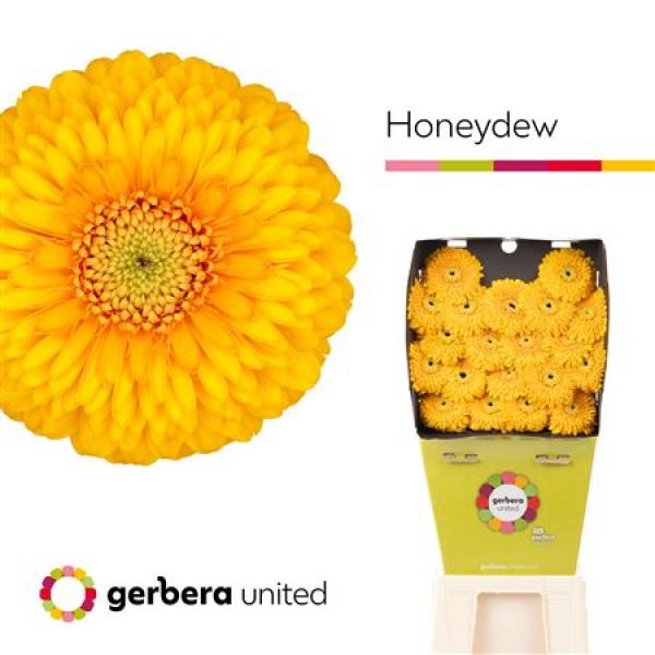 Ge Mi Diamond Pomponi Honeydew