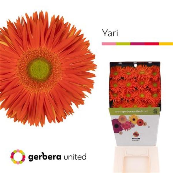Ge Gr Diamond Spider Yari