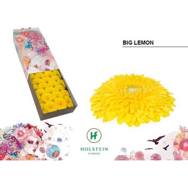 Ge Gr Box Pomponi Big Lemon