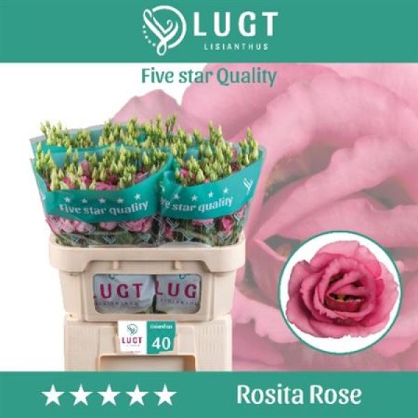 Eust G Rosita Rose Pink Ex Lugt