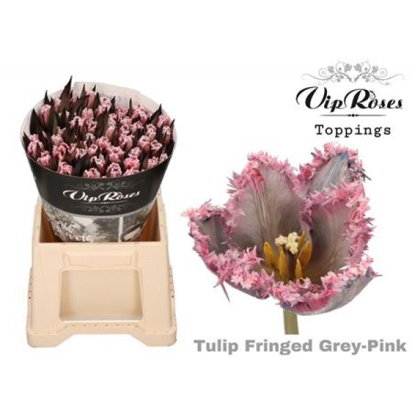 Tu Fr Vip Fringed Grey Pink