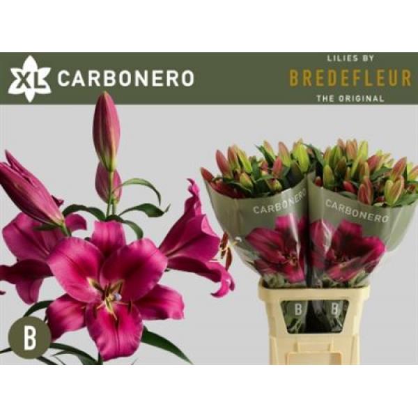 Li Ot Carbonero 4+