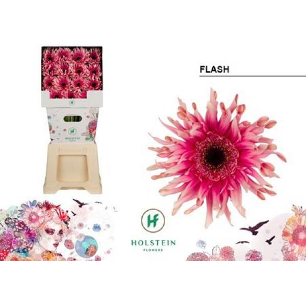 Ge Gr Diamond Pasta Flash Holstein