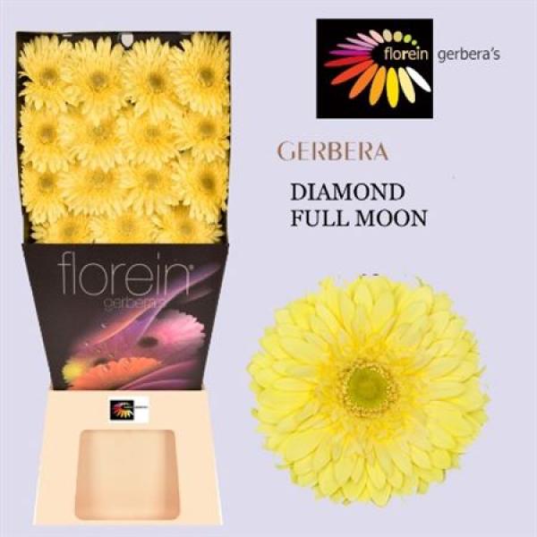 Ge Gr Diamond Full Moon