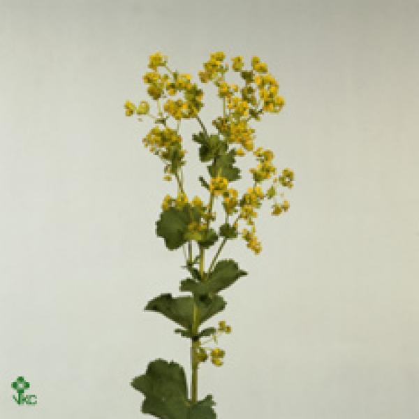 Alchemilla