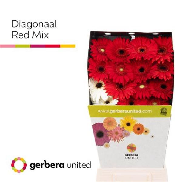 Ge Gr Diamond Mix Red