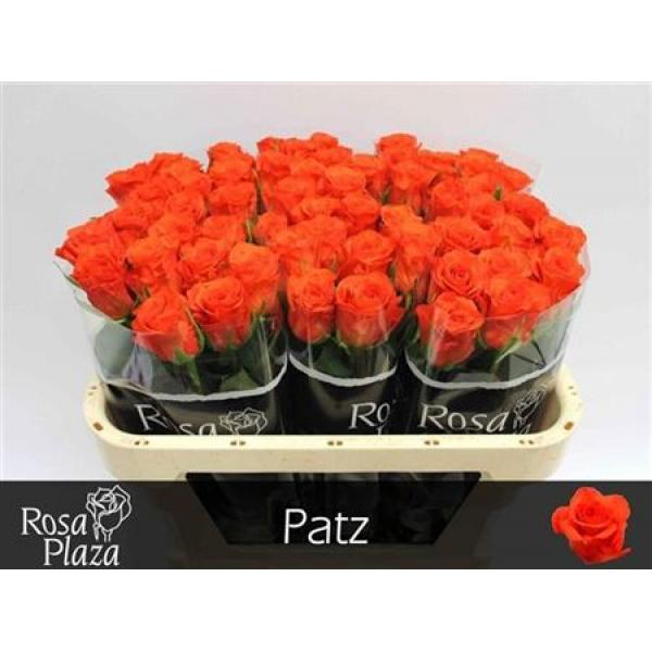 R Gr Patz