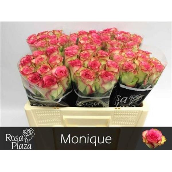 R Gr Monique