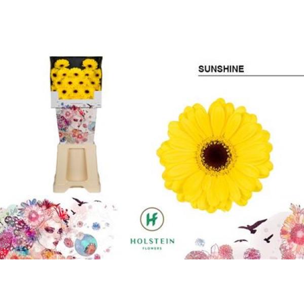 Ge Mi Diamond Sunshine