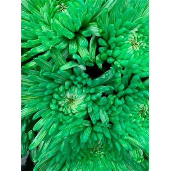 Chr Gr Topspin Dyed Green