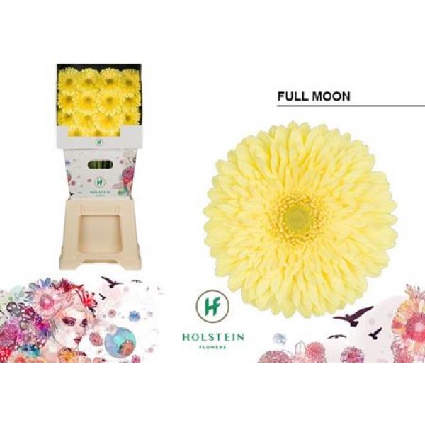 Ge Gr Diamond Full Moon Holstein