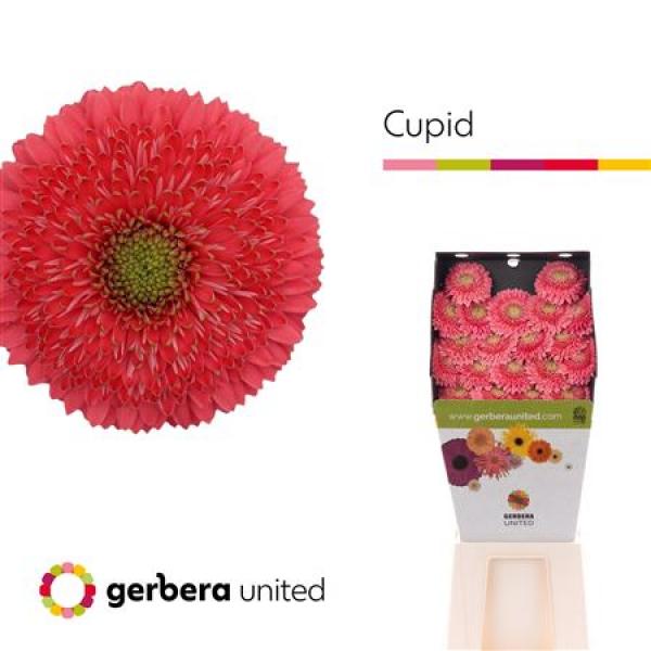 Ge Mi Diamond Pomponi Terra Cupid