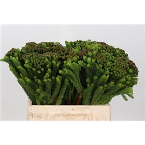 Cape Green Brunia Albigreen