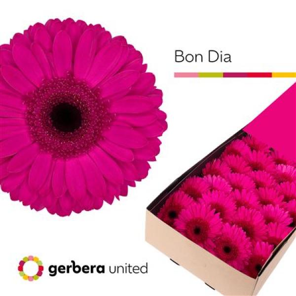 Ge Gr Box Bon Dia