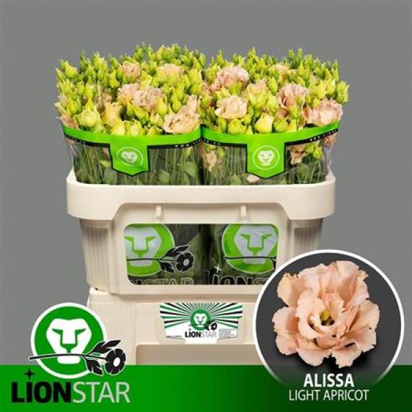 Eust G Alissa Light Apricot Lion