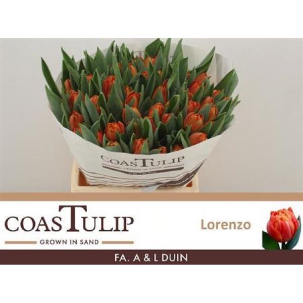 Tu  Coastulip Du Lorenzo