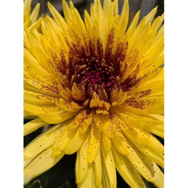 Chr Gr Anastasia Dyed Sunny Sparkling Red
