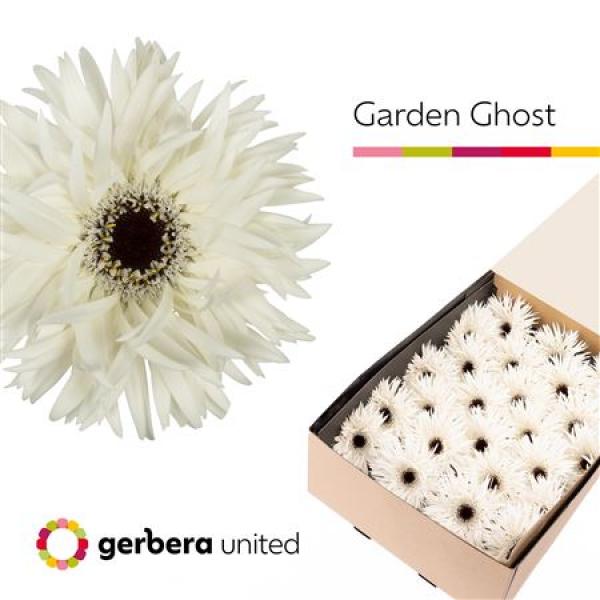 Ge Gr Box Spider Garden Ghost