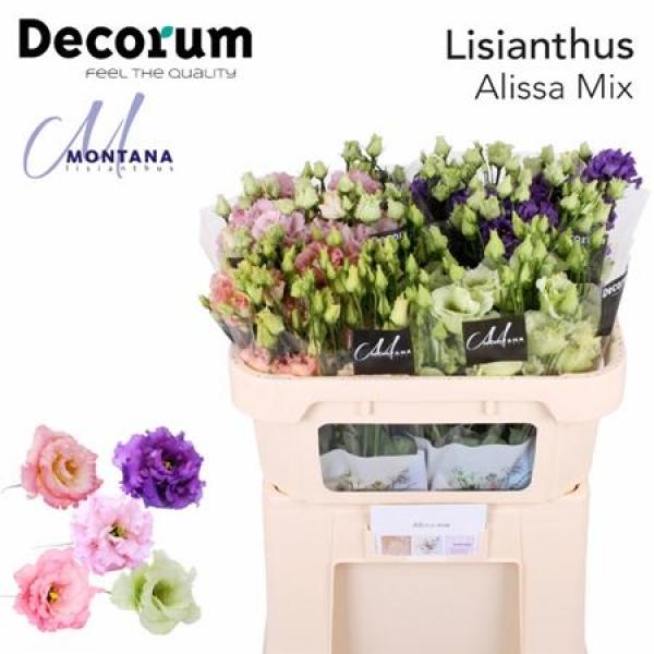 Eust G Alissa Mix 70cm Montana
