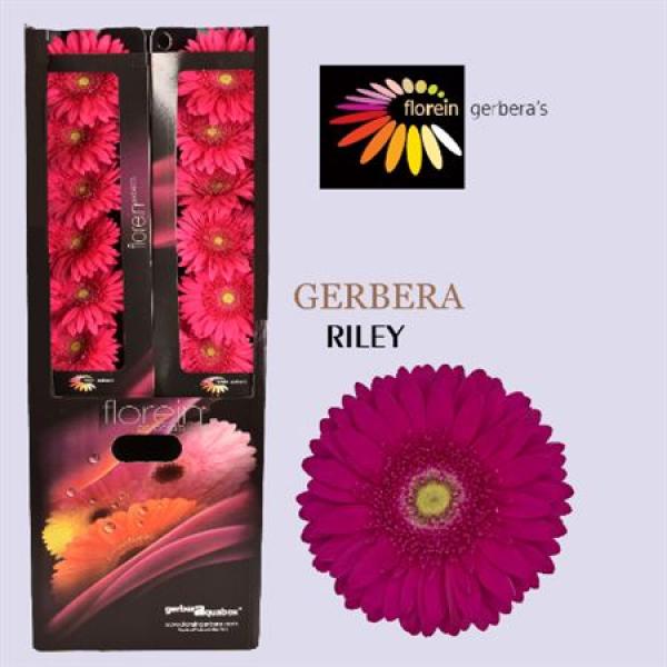 Ge Gr Aquabox Riley *96
