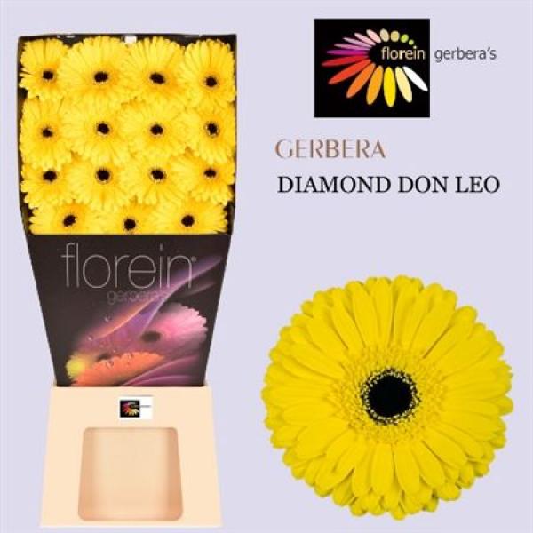 Ge Gr Diamond Don Leo