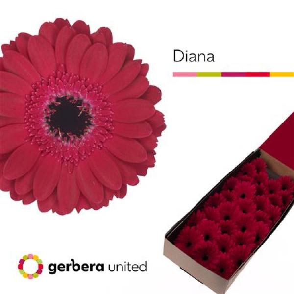 Ge Mi Box Diana