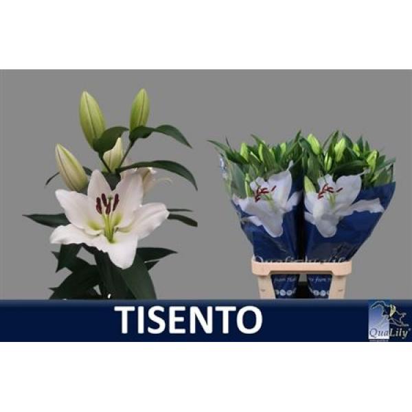 Li Ot Tisento 4+ Super