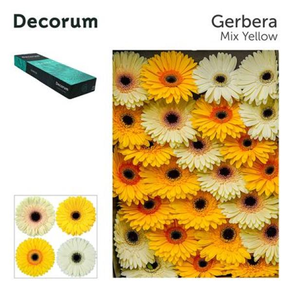 Ge Gr Box  Mix Yellow