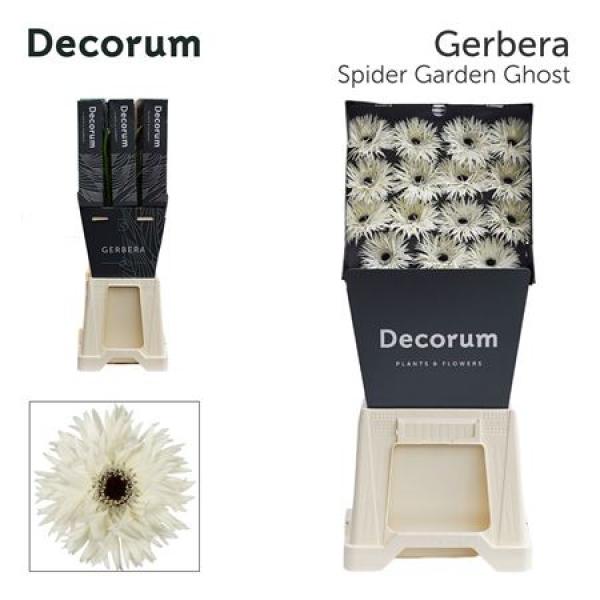 Ge Gr Diamond Spider Garden Ghost