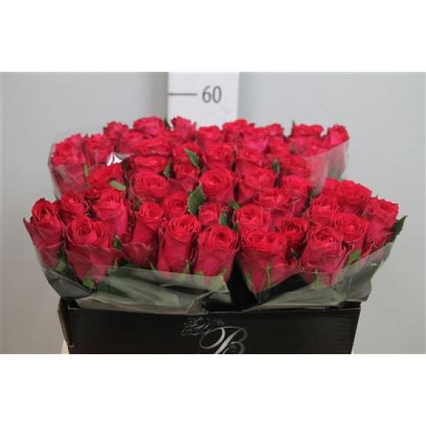 R Gr Madam Cerise