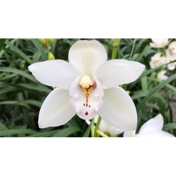 Cym Mini White *20
