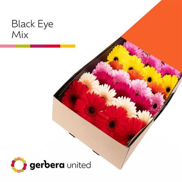 Ge Gr Box  Mix On Row Black Center