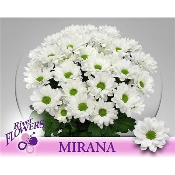 Chr T Mirana Ex