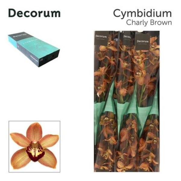 Cymb  Ov Brown * 6