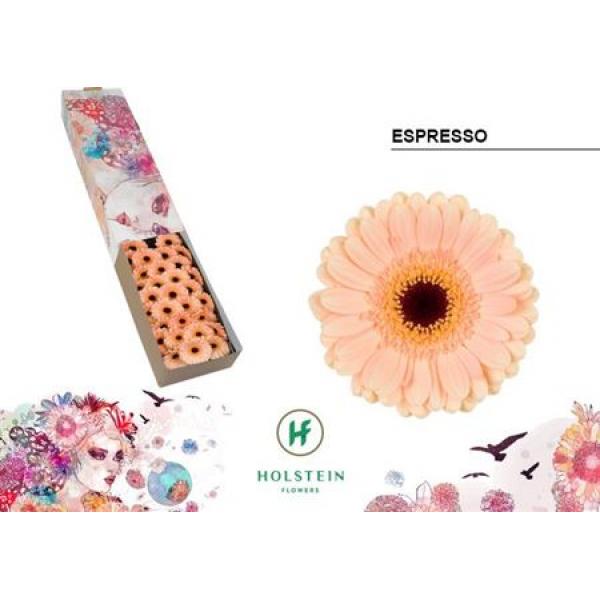 Ge Mi Box Espresso Holstein