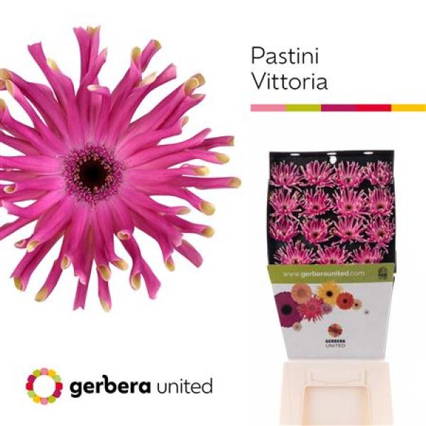 Ge Gr Diamond Pastini Vittoria