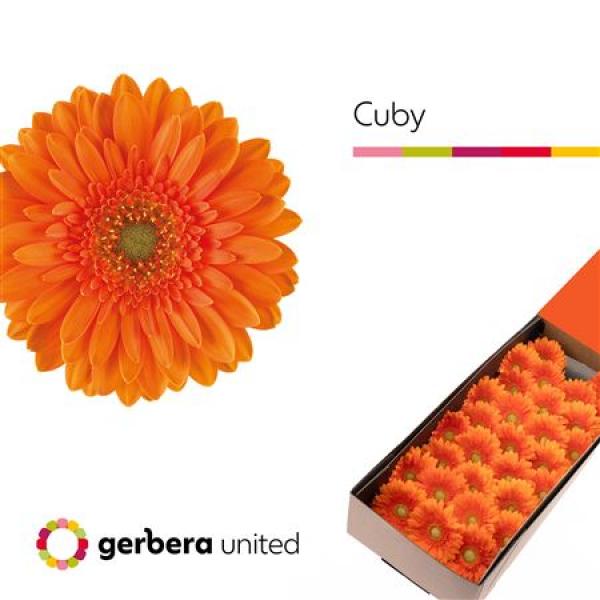 Ge Mi Box Cuby