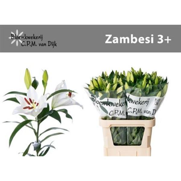 Li Ot Zambesi 3+