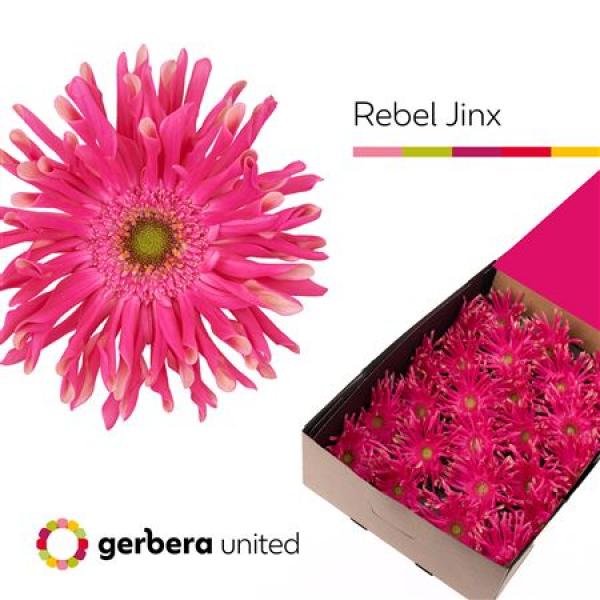 Ge Gr Box Pasta Rebel Jinx
