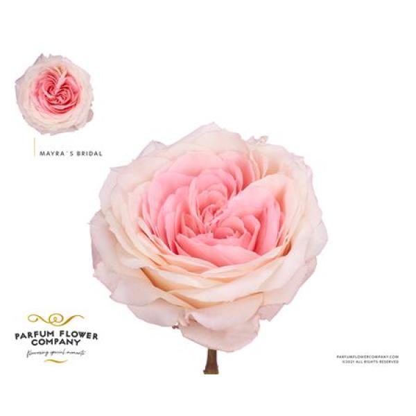 Rosa Garden Mayra 's Bridal