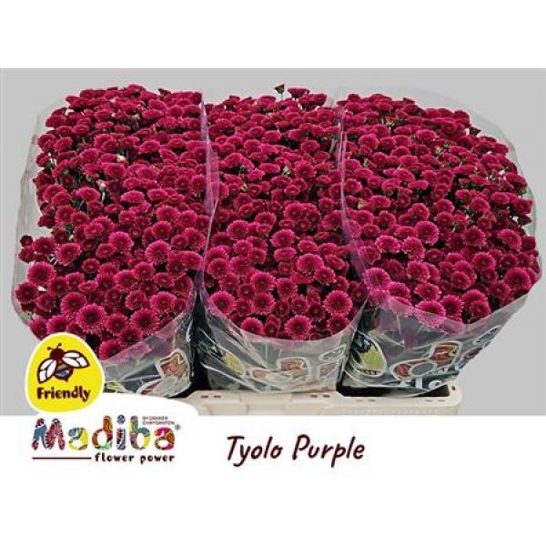 Chr San Madiba Tyolo Purple