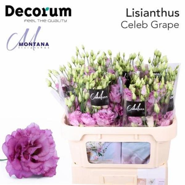 Eust G Celeb Grape Montana