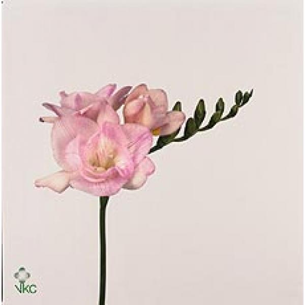 Fr Du Honeymoon Light Pink