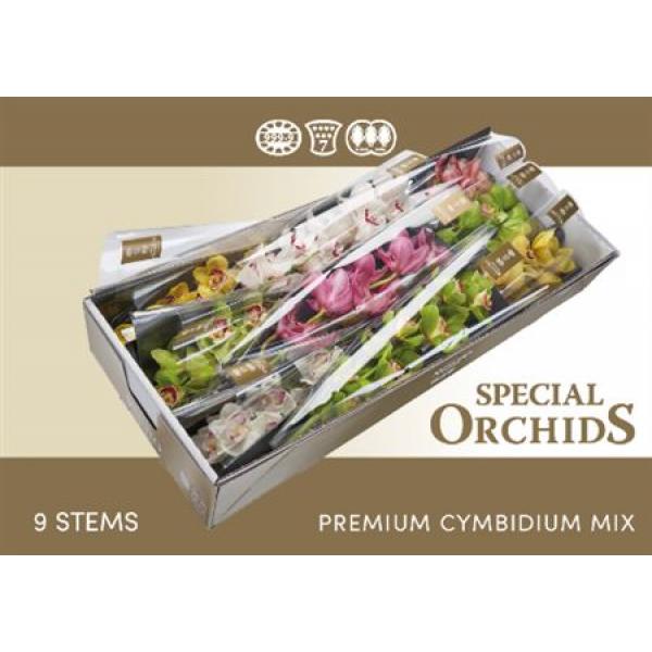 Cymb   Mix Special Orchids 60cm