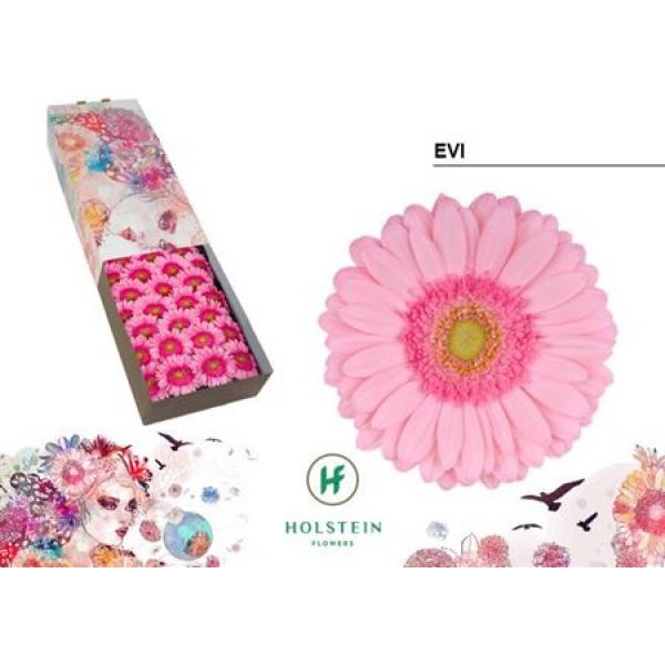 Ge Gr Box Evi Holstein